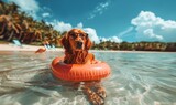 Fototapeta Koty - Happy dog ​​in glasses relaxes in the sea. Concept tourism, vacation.	
