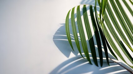 Wall Mural - Palm leaves on a white background. Light and shadow of leaves, Abstract silhouette of tropical leaves, natural wallpaper pattern, spring, summer texture, place for text