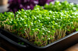 Microgreens growing background with microgreen sprouts on the wooden table. Top view.