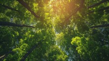 Forest trees view from below into the sky. nature green wood sunlight backgrounds