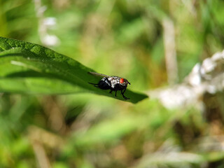 Wall Mural - Macro flesh fly spring