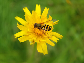 Poster - Macr hoverfly insect spring