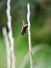 Poster - Macro fly on a leaf