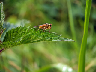 Poster - Yellow dung fly macro