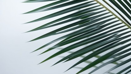 Wall Mural - Palm leaves on a white background. Light and shadow of leaves, Abstract silhouette of tropical leaves, natural wallpaper pattern, spring, summer texture