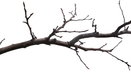 Dry old branch isolated on transparent background