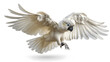 Majestic Cockatoo in Flight with Wings Fully Extended