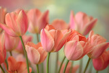 Fototapeta Tulipany - Pink tulips in spring