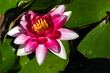 A closeup view of a beautiful Nymphaea Escarboucle Deep Pink Red Water Lily surrounded by green leaves