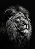 Fototapeta Sawanna - majestic looking male lion photo. In greyscale. High contrast, generated with AI