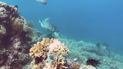 Wall Mural - green sea turtle in the coral reef