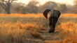 African Elephant Walking Along Golden Dirt Path