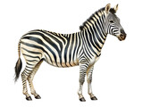 Fototapeta Konie - Zebra on transparent