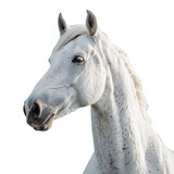 Fototapeta Konie - Isolated of white horse head on transparent background