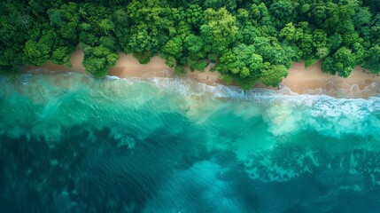 Wall Mural - An aerial perspective of a dense forest meeting the pristine beaches