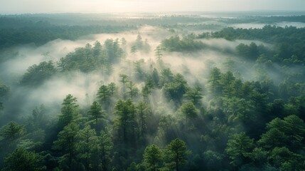 Canvas Print - An early morning drone capture of a fog-covered forest