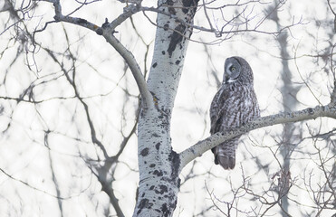a great gray owl sitting in a bare tree
