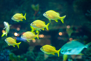 Blue stripe grunts in tropical waters