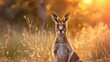 Animal wildlife photography kangaroo with natural background in the sunset view, AI generated image