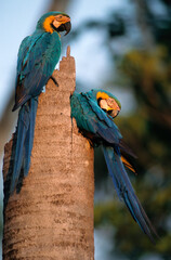 Wall Mural - Ara bleu, nid,.Ara ararauna, Blue and yellow Macaw, Amazonie, Tambopata, Perou