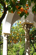 Beautiful Spanish patio garden with orange trees