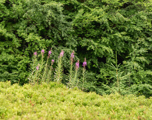 Sticker - summer landscape in the mountains