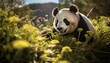 A Giant Panda, known for its distinctive black and white fur, is seen walking through a vibrant green field filled with lush vegetation