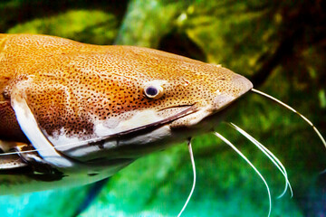 Wall Mural - The head of the red-tailed catfish (Latin Phractocephalus hemioliopterus) is gray with long whiskers against the background of seabed stones. Marine life, fish, subtropics.