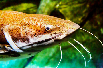 Sticker - The head of the red-tailed catfish (Latin Phractocephalus hemioliopterus) is gray with long whiskers against the background of seabed stones. Marine life, fish, subtropics.