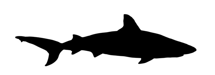 Wall Mural - silhouette of a shark