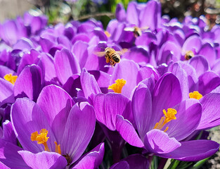 Wall Mural - Early spring purple crocus flowers attracting bees in the garden