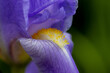 Iris Blüte Nahaufnahme - Iridaceae