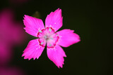 Pink flower - dianthus - shallow depth of field