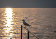 Bird Seagull Standing in sunset