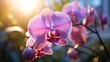 Purple orchid against a lavender background