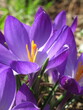 Zbliżenie na fioletowe kwiaty krokusa