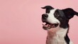Black and white border collie on a striking pink background. Portrait of an attentive border collie with a vibrant backdrop. Energetic and intelligent dog breed against a playful pink hue