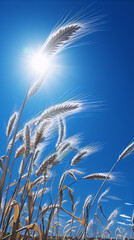 Wall Mural - Close-up of wheat field with blue sky and sun in the background.