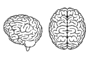 Sticker - Realistic human brain, cerebral hemispheres line art vector. Psychological disease, mental health issues, intelligence and creativity concept 