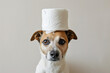 Terrier dog with roll of toilet paper on head