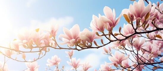 Wall Mural - Enchanted Blossoming Tree Basks in Golden Sunlight Amidst Pink Flowers