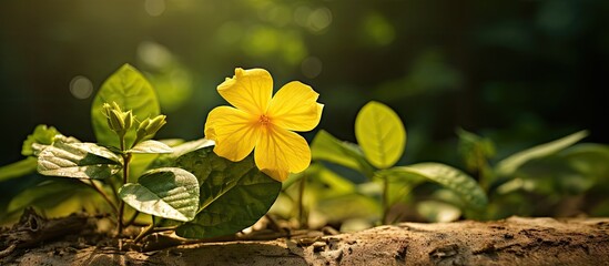 Sticker - Vibrant Yellow Blossom Thrives in the Rich Soil of Nature's Garden