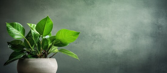 Poster - Serene Greenery: Lush Plant in Modern White Pot Adorning a Stylish Wooden Table