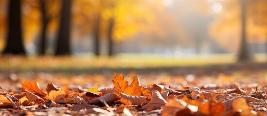 Wall Mural - Enchanting Sunlight Illuminating a Glorious Field Filled with Vibrant Leaves