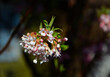 kwitnąca kalina wonna, Viburnum farreri, Viburnum fragrans, close up of Viburnum farreri blossom in the early spring garden	