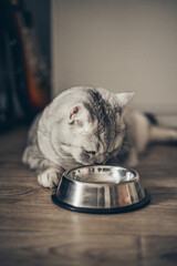 Wall Mural - Beautiful grey british feline cat eating on a metal bowl. Cute domestic animal..