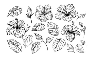 Wall Mural - Hibiscus, tropical flowers, sketch illustration, hand drawn, black outline, engraving style