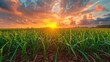 © hisilly - sugarcane field and cloudy sky at sunset