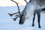 Fototapeta Do akwarium - A reindeer feeding in the snow, closeup, high detail