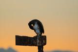 Fototapeta Do akwarium - A cormorant cleaning it's feathers in the golden afternoon sun, backlit